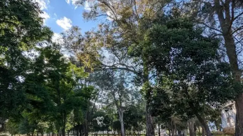 Foto da atividade Mata dos Alemães